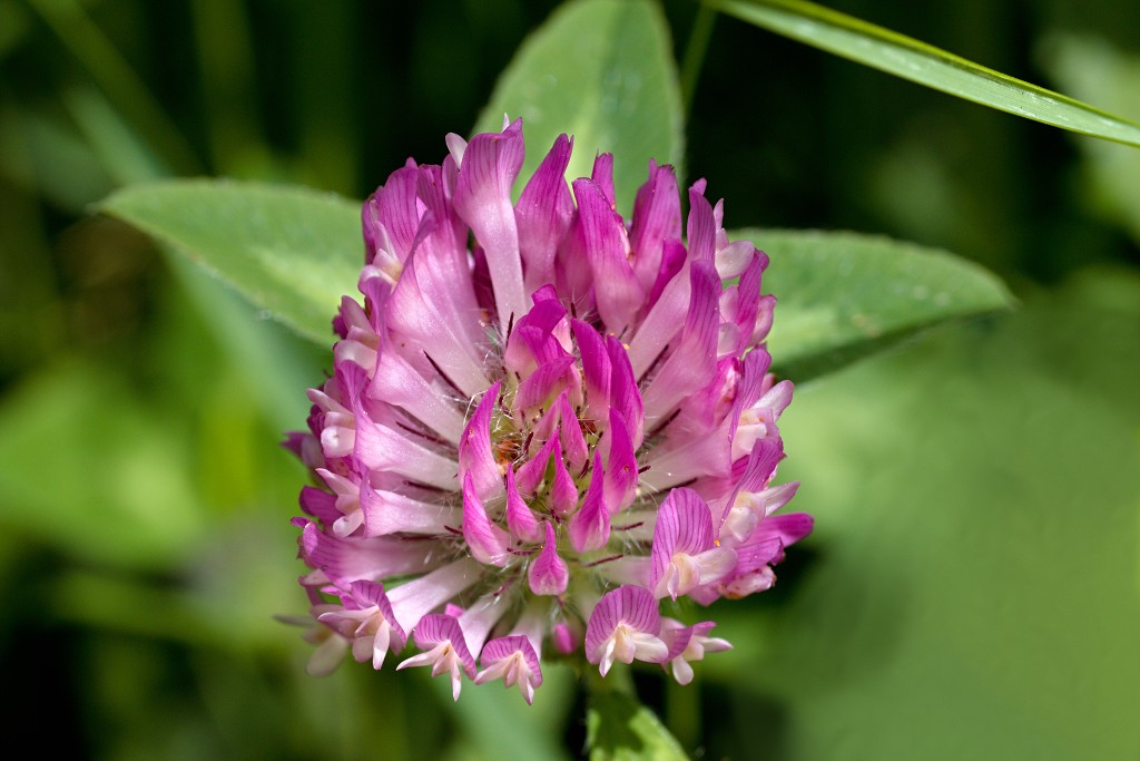 voornes duin tenellaplas Quackjeswater natuur natuurgebied natuurmonumenten hdr duinen Zuid Hollands landschap polder bossen natuurreservaat Natura 2000
